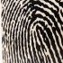 cajon-schlagwerk-cp118-x-one-fingerprint-medium-na_0003.jpg