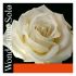 pirastro-wondertone-solo-saitensatz-accessories-fo_0001.jpg