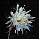 exploding-star-maloney-heather-signature-sounds-lp_0001.JPG