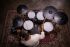 e-drum-set-roland-vad-507-kit-acoustic-design-midn_0007.jpg