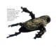 single-ea-80-major-label-cd-_0002.JPG