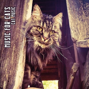 cat-music-ltd-digi-music-for-cats-cd-_0001.JPG