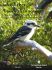 jobst-liebrecht-9-australian-songs-ges-fl-_sopran-_0001.jpg