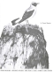 olivier-messiaen-catalogue-doiseaux-vol-2-pno_0001.JPG